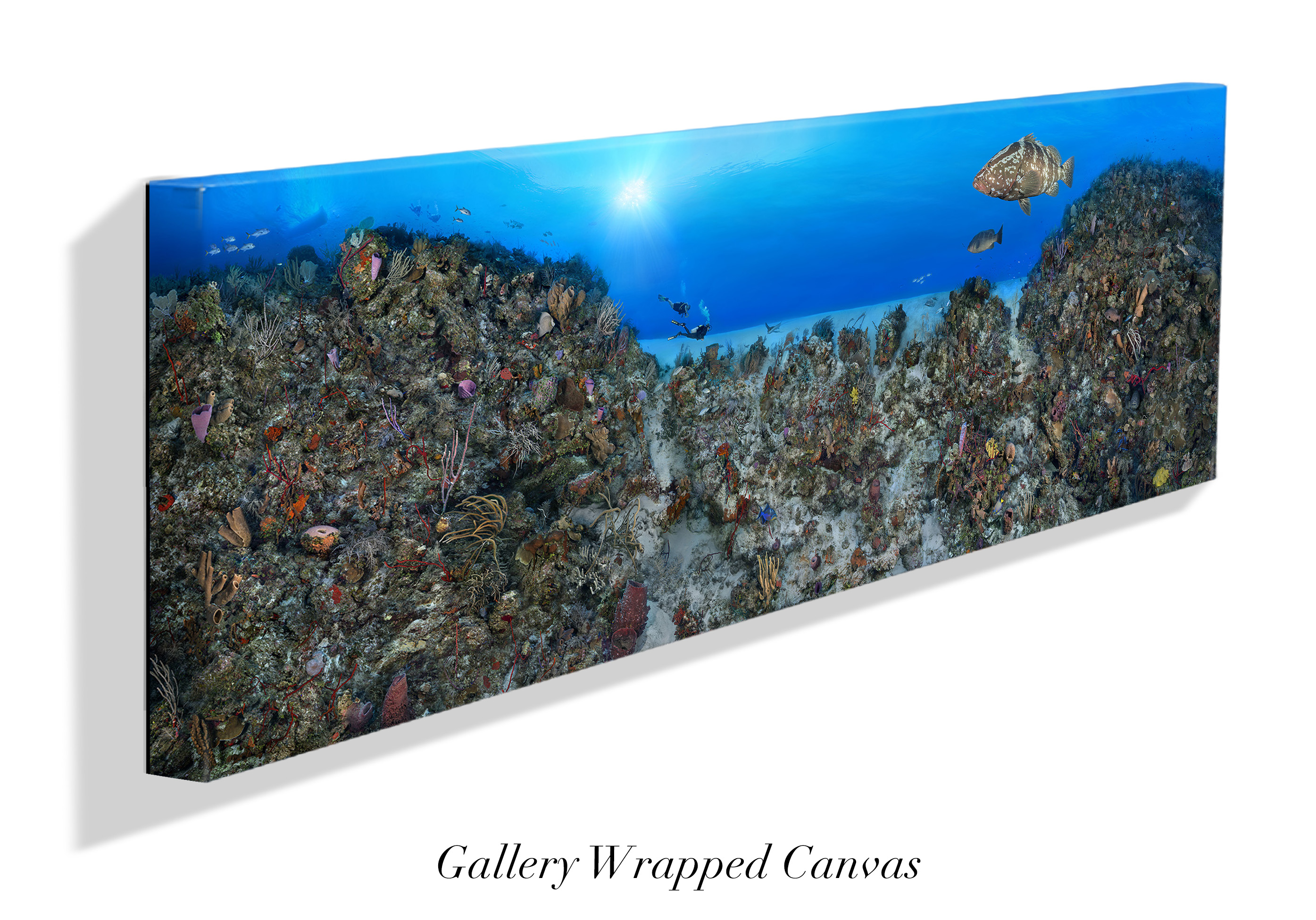 "Coral Anchors" – Image 8