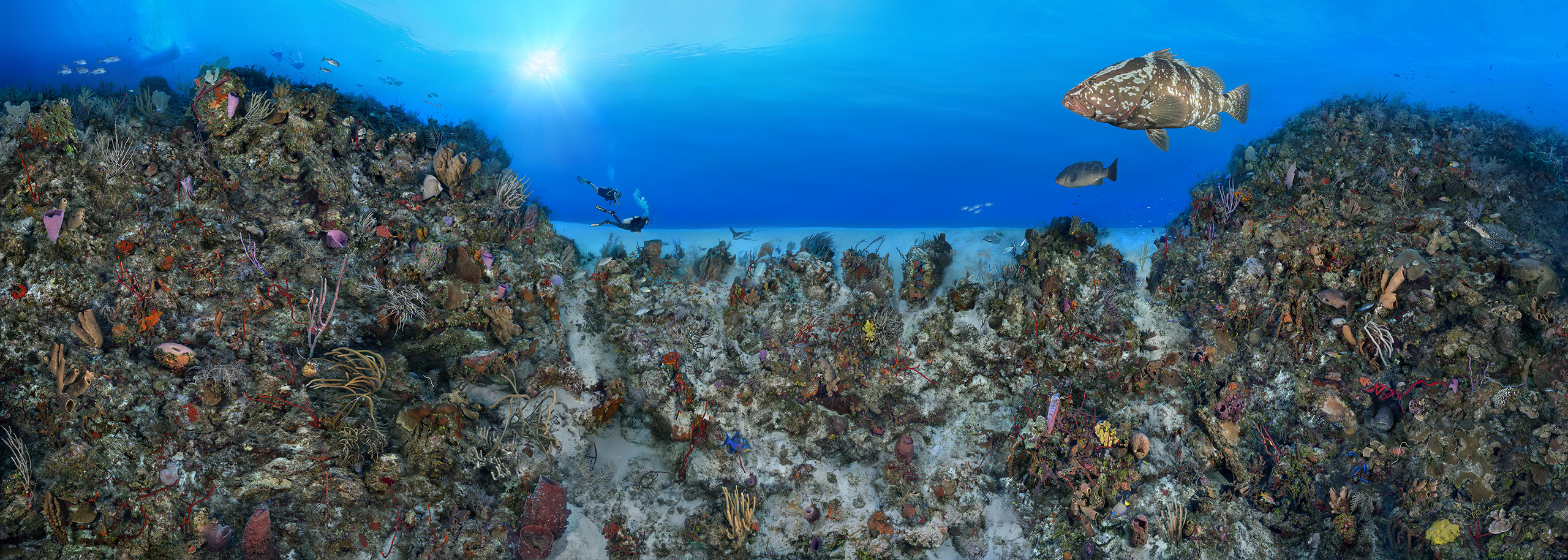 "Coral Anchors" – Image 6