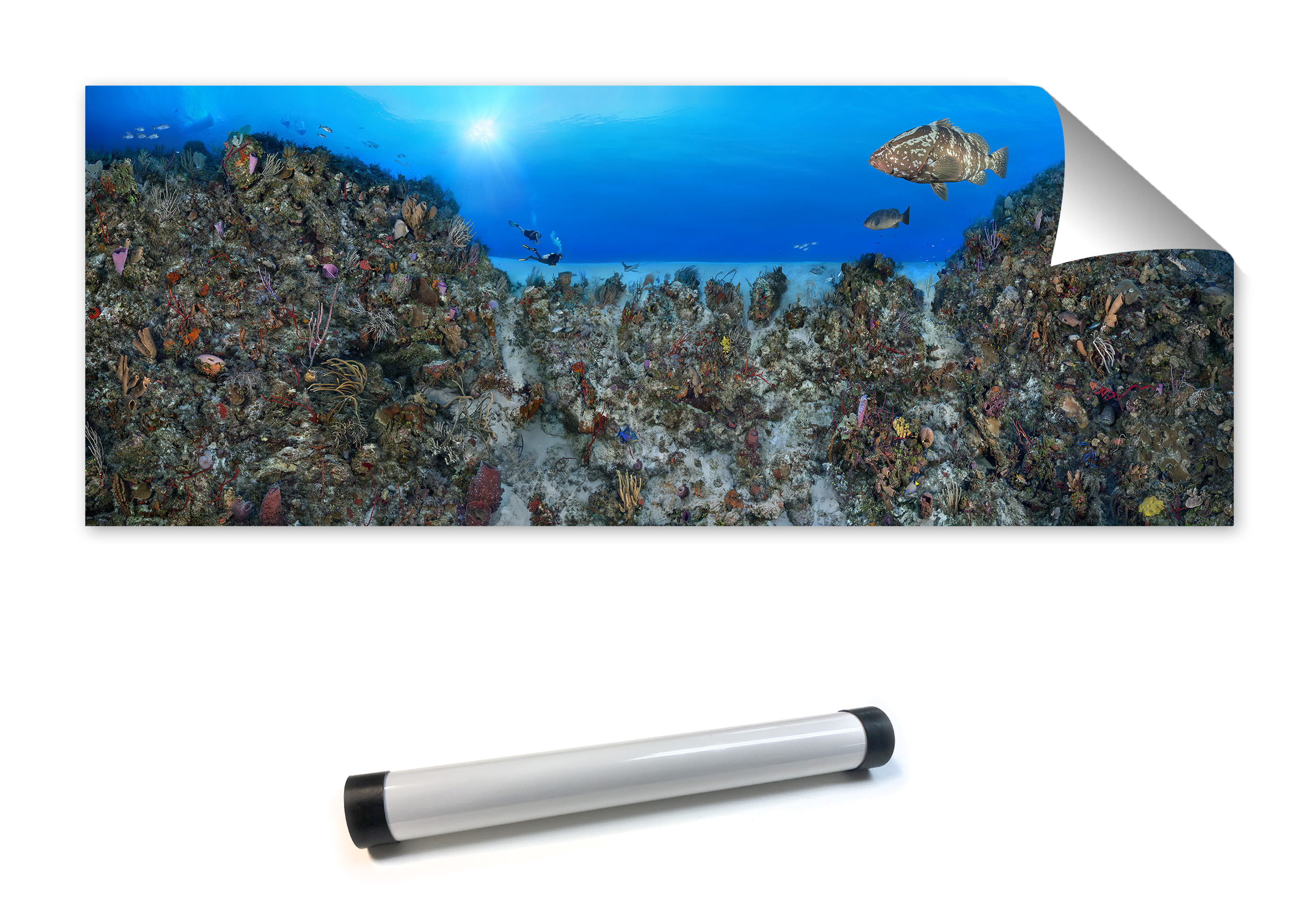 "Coral Anchors" – Image 9
