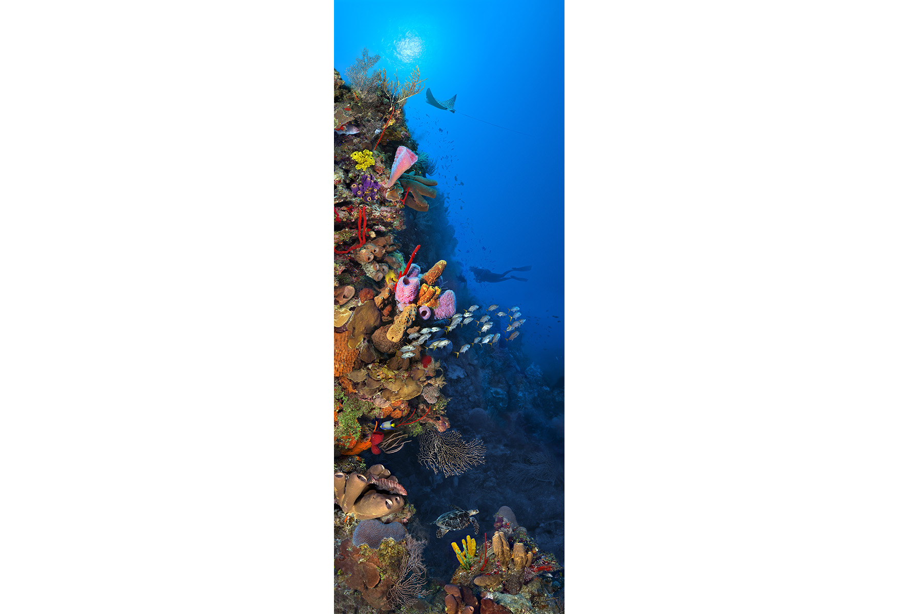 "Camana Bay Reef" – Image 7