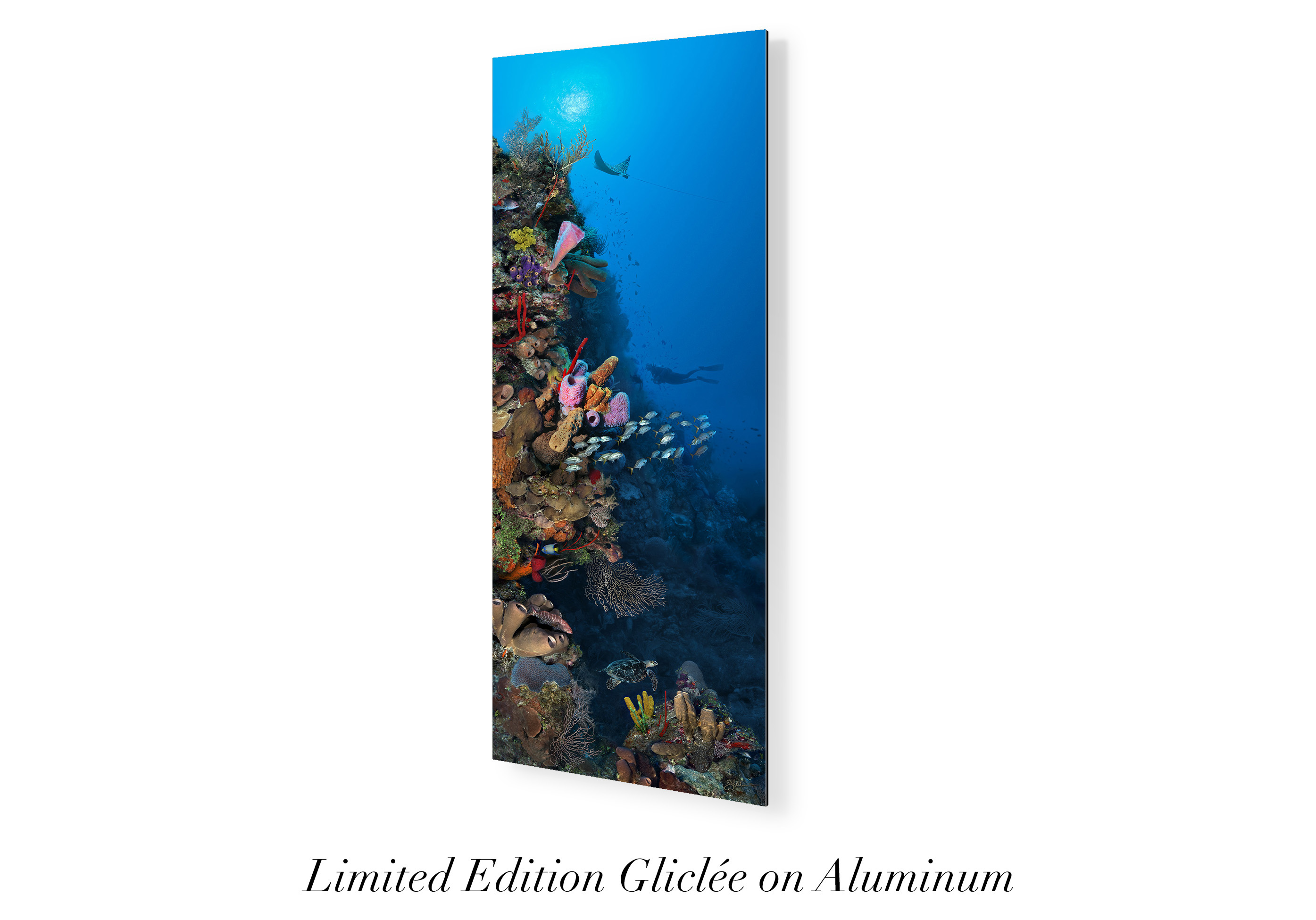 "Camana Bay Reef" – Image 8