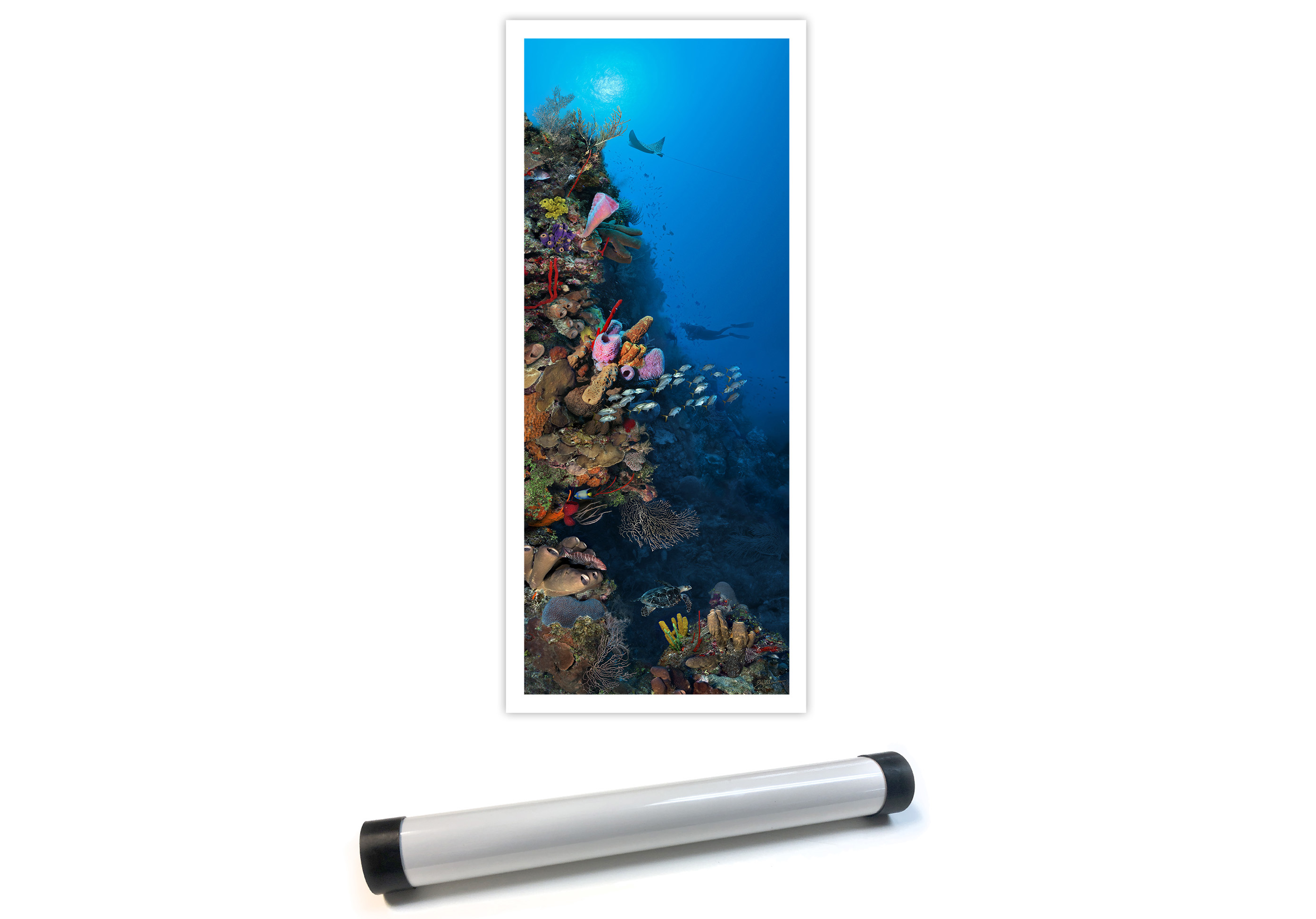 "Camana Bay Reef" – Image 10