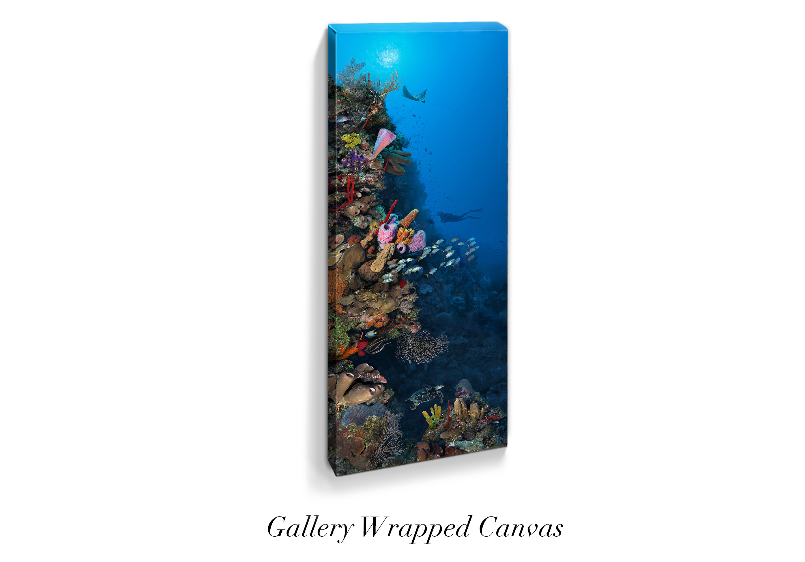 "Camana Bay Reef" – Image 9