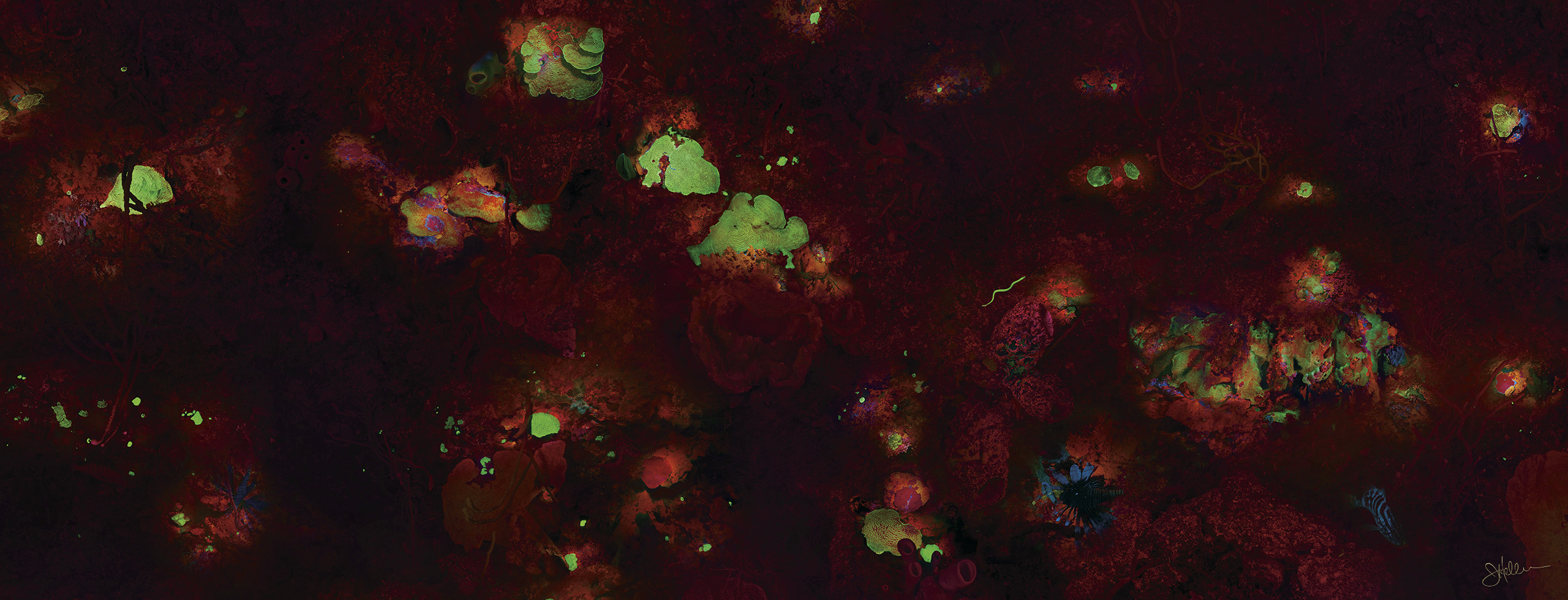 "Coral Fluorescence" – Image 2