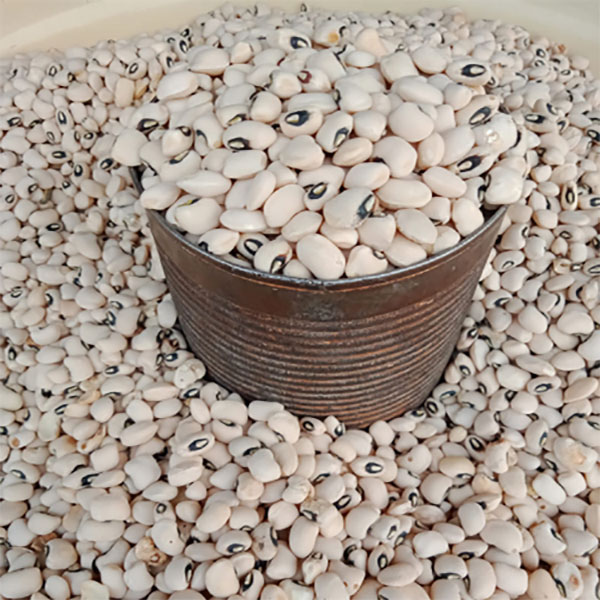 White Beans – Image 1