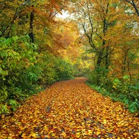 Fall Into Flow Renewal – Image 1