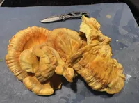 Dried Chicken of the Woods (Laetiporus) – Image 1