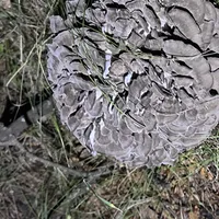 Dried Hen of the Woods / Maitake (Grifola frondosa) – Image 2