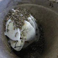 Wild-Caught Bees — Spring Reservation Deposit – Image 1