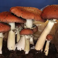 Dried Wine Cap Mushrooms (Stropharia rugosoannulata) — 1 oz – Image 1