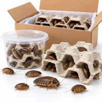 Dubia Roaches — All Sizes – Image 3