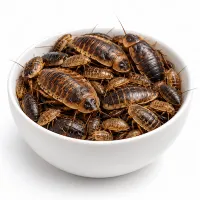 Dubia Roaches — All Sizes – Image 1