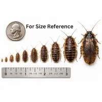 Dubia Roaches — All Sizes – Image 2