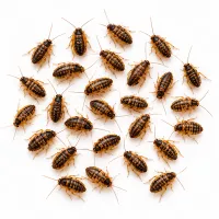 XX Small Dubia Roaches — 1/4" – Image 3