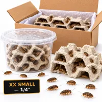 XX Small Dubia Roaches — 1/4" – Image 2