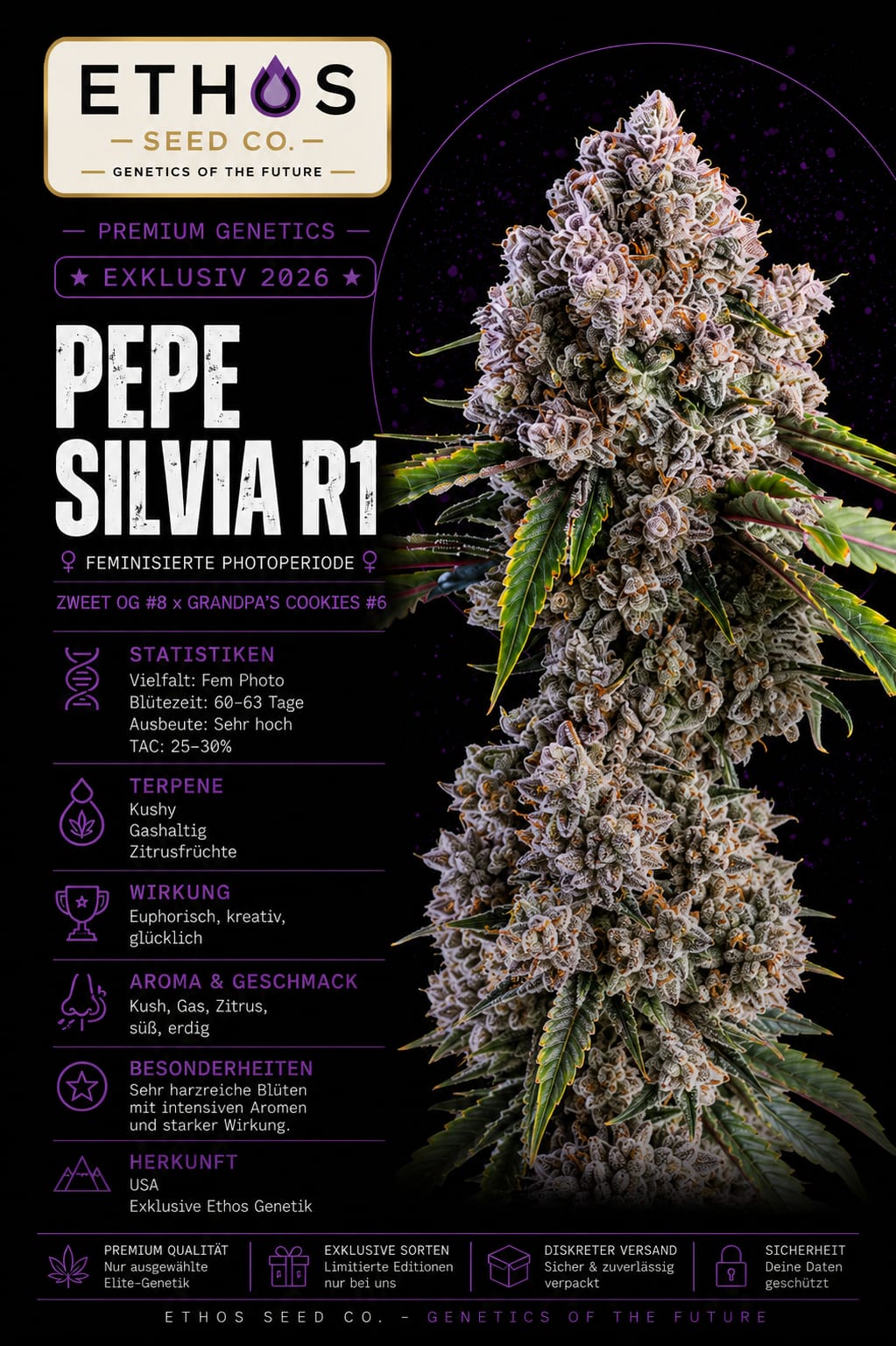 Pepe Silvia R1 – Image 1