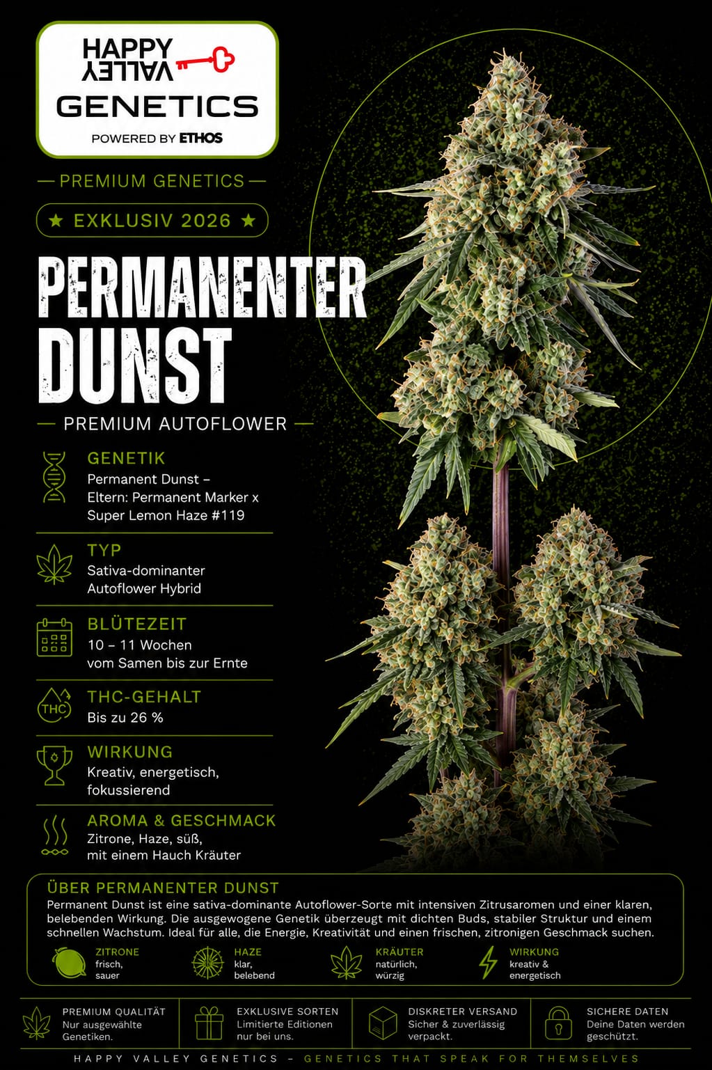 Permanent Haze – Image 1