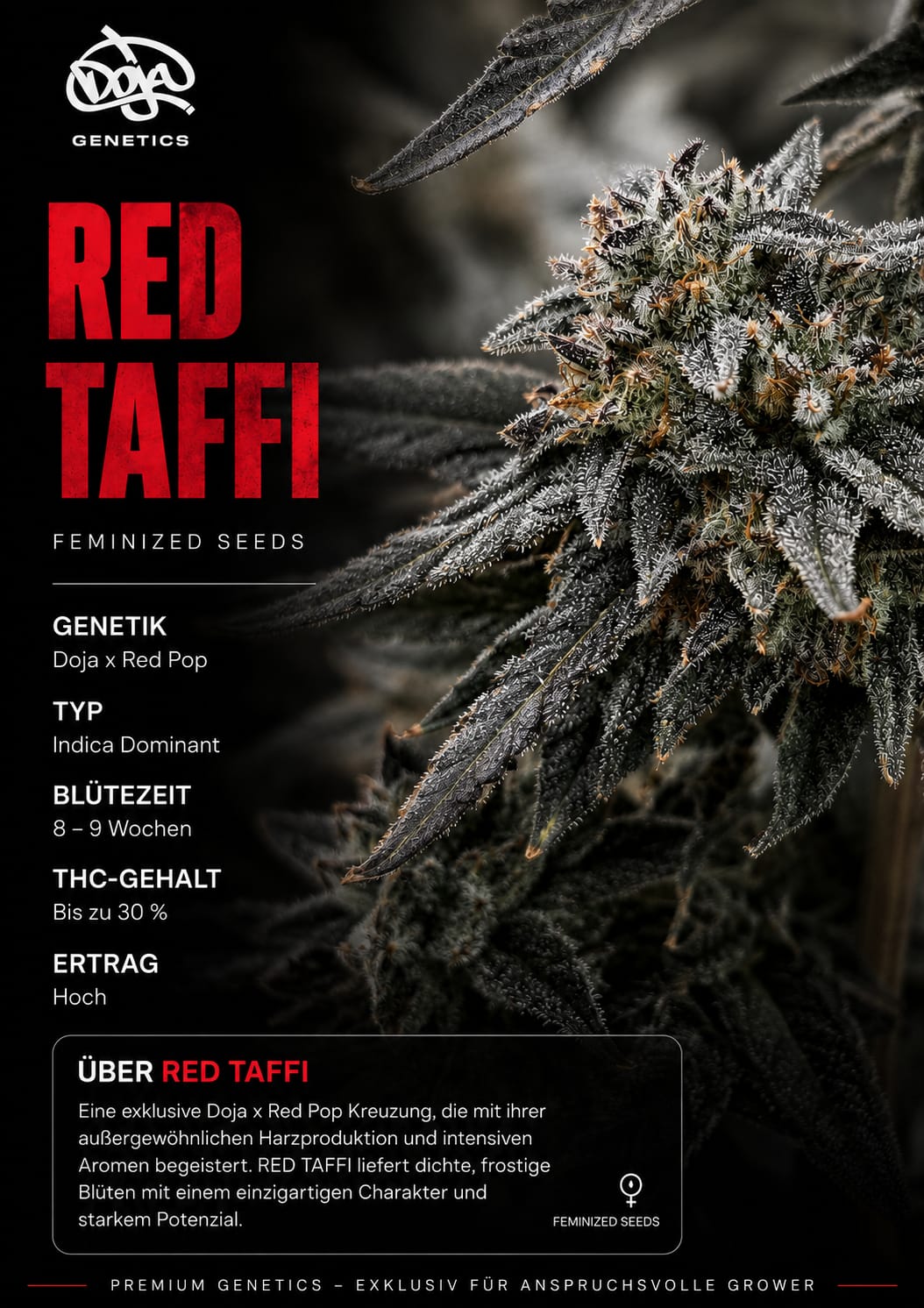Red Taffi – Image 1