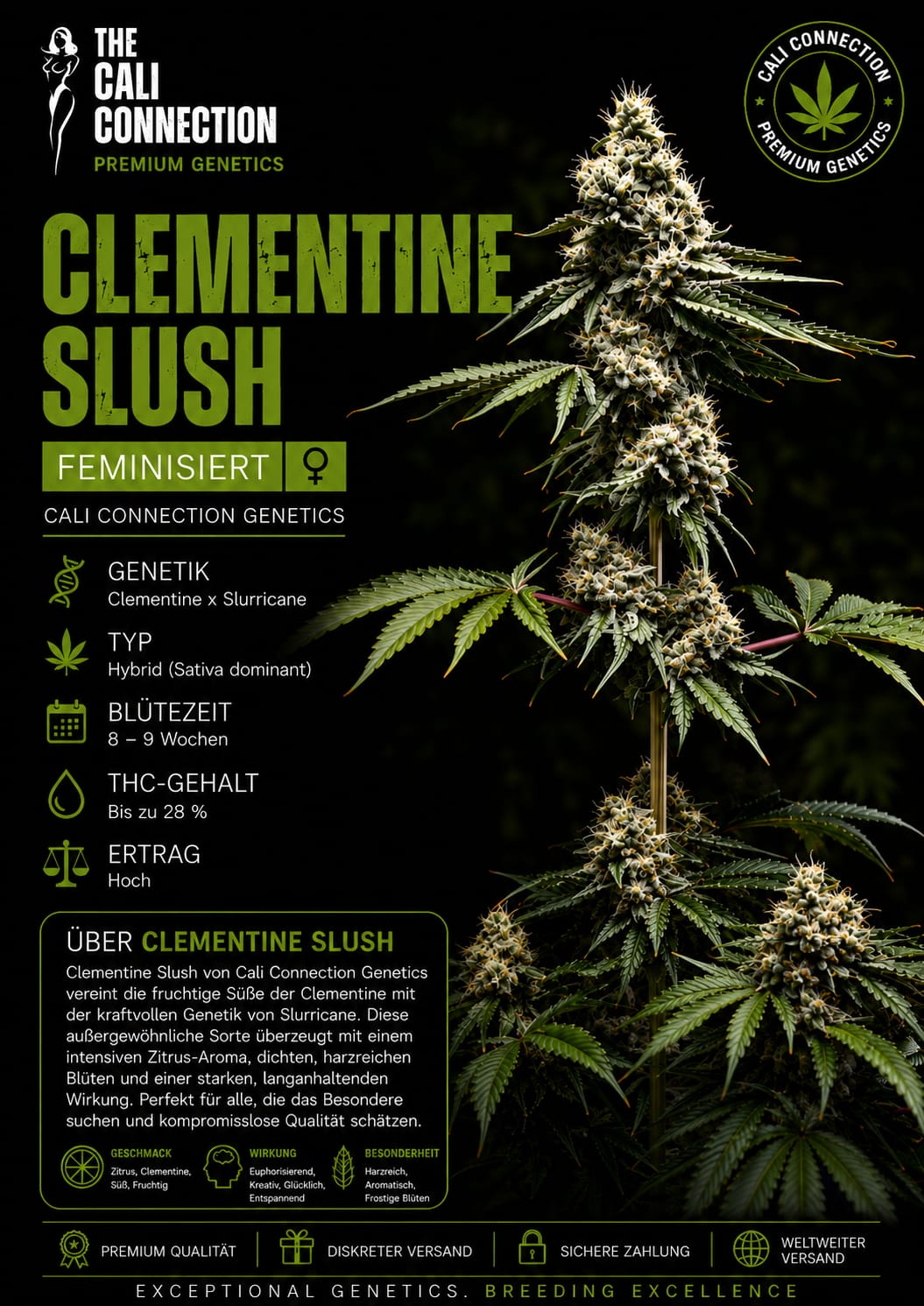 Clementine Slush – Image 1