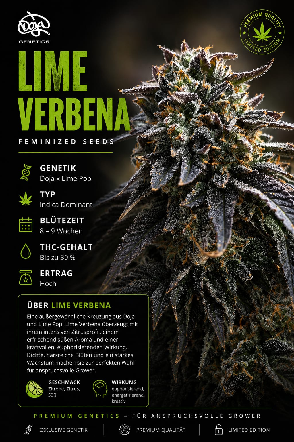 Lime Verbena – Image 1