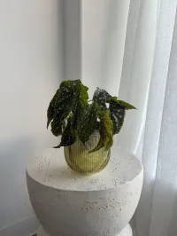 Ripple Vase Olive – Image 6