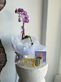 A Little Something – Phalaenopsis Orchid Plant, Sunkissed, Sorry for your Loss