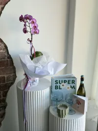 Welcome Home – Phalaenopsis Orchid Plant, Super Bloom