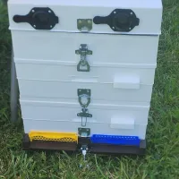 Anel Hive – Image 2