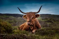 Scotland – Image 3