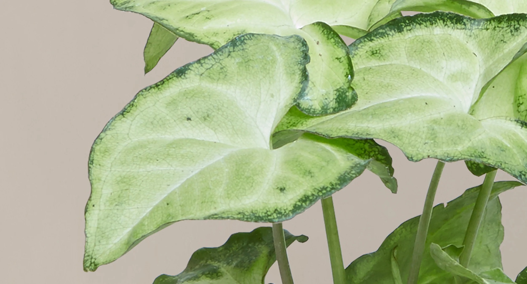 Dwarf Arrowhead Plant – Image 1