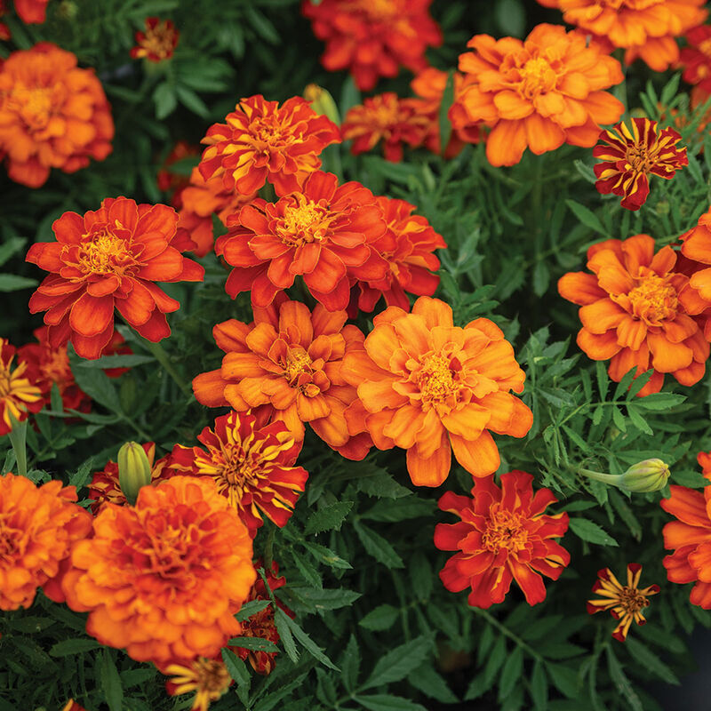 Marigold Flower – Image 1