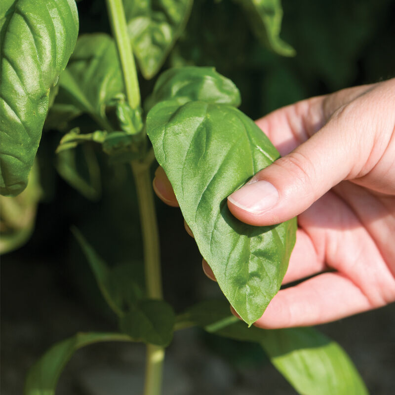 Basil – Genovese – Image 1