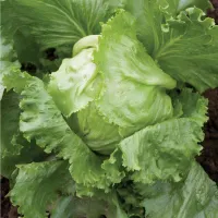 Lettuce – Iceberg – Image 1