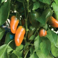 Peppers – Orange Lunchbox – Image 1