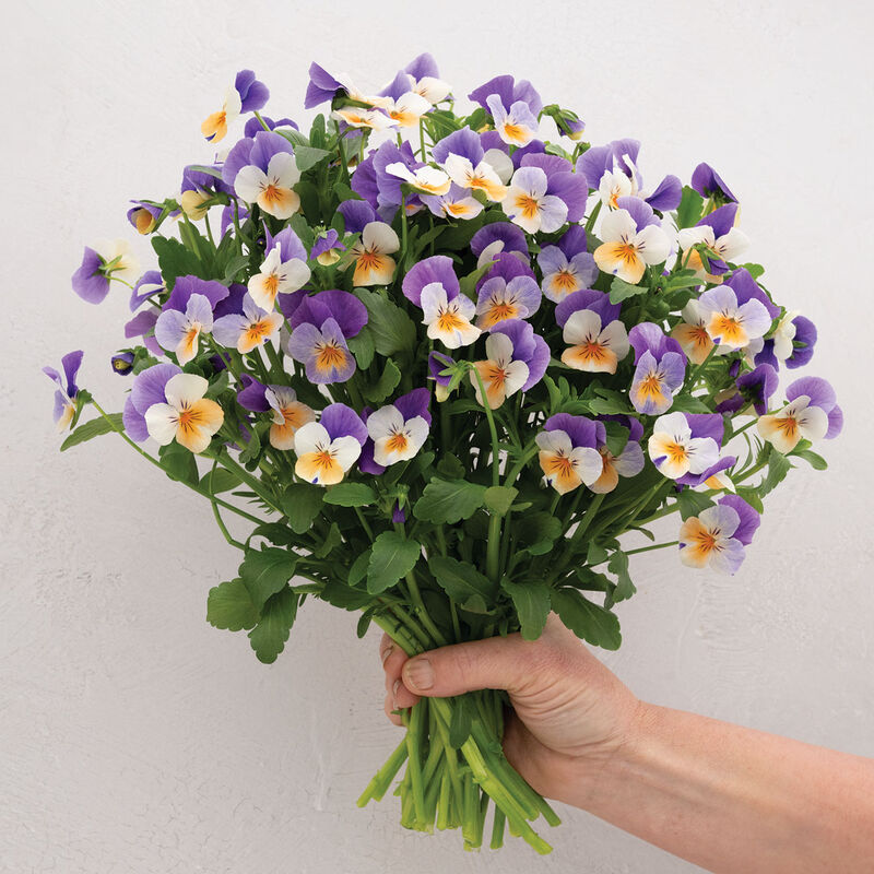 Pansy Flowers – Image 1
