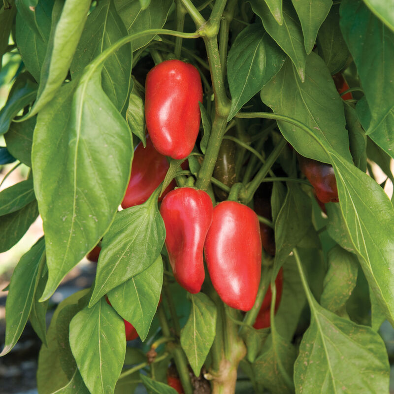 Peppers – Red Lunchbox – Image 1