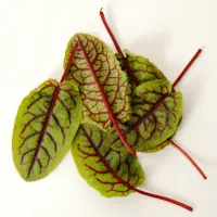 Red Vein Sorrel – Image 1