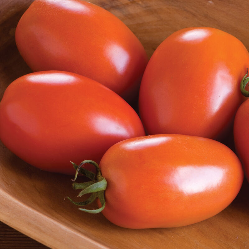 Tomatoes – Roma – Image 1