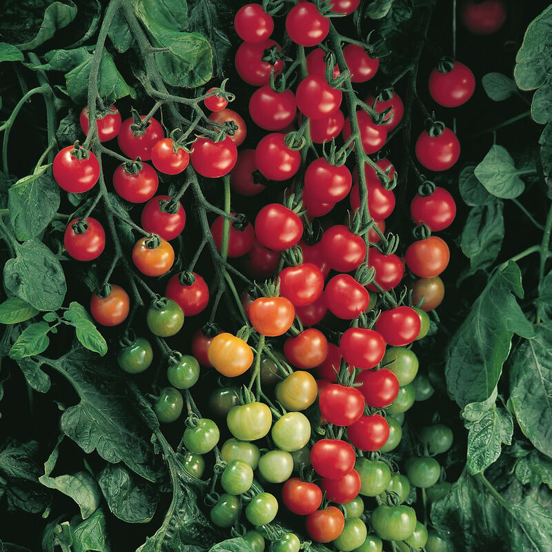 Tomatoes – Super Sweet 100 (Cherry) – Image 1