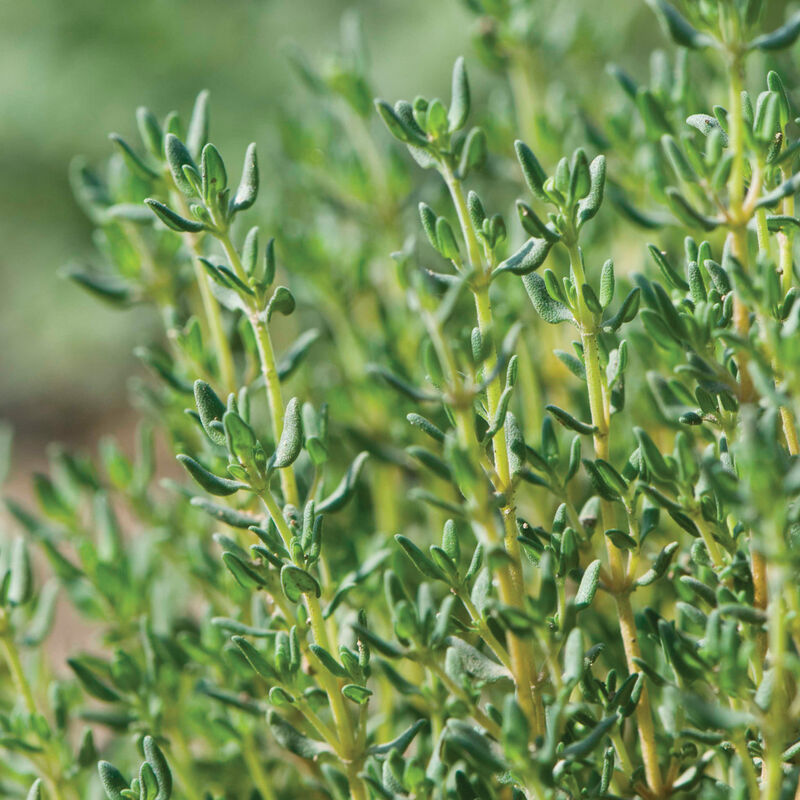 Thyme – Image 1