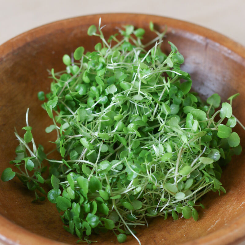Watercress – Image 1