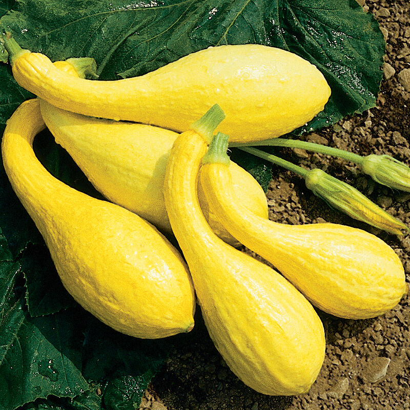 Squash – Yellow Crookneck – Image 1