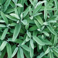 Sage – Image 1