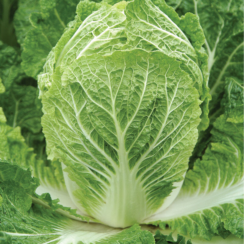Chinese Cabbage – Image 1
