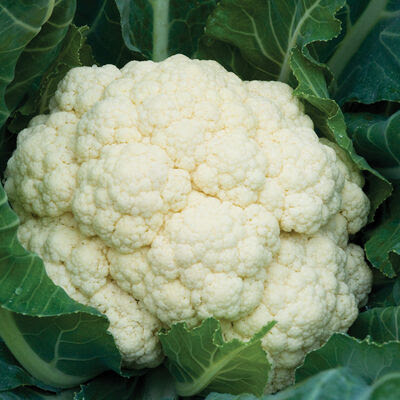 Amazing White Cauliflower – Image 1