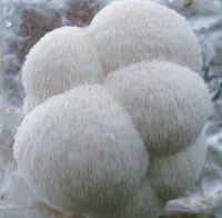 Lion's Mane | Hericium erinaceus | LC Syringe 10ml – Image 1