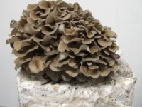 Maitake | Grifola frondosa | LC Syringe 10ml – Image 1