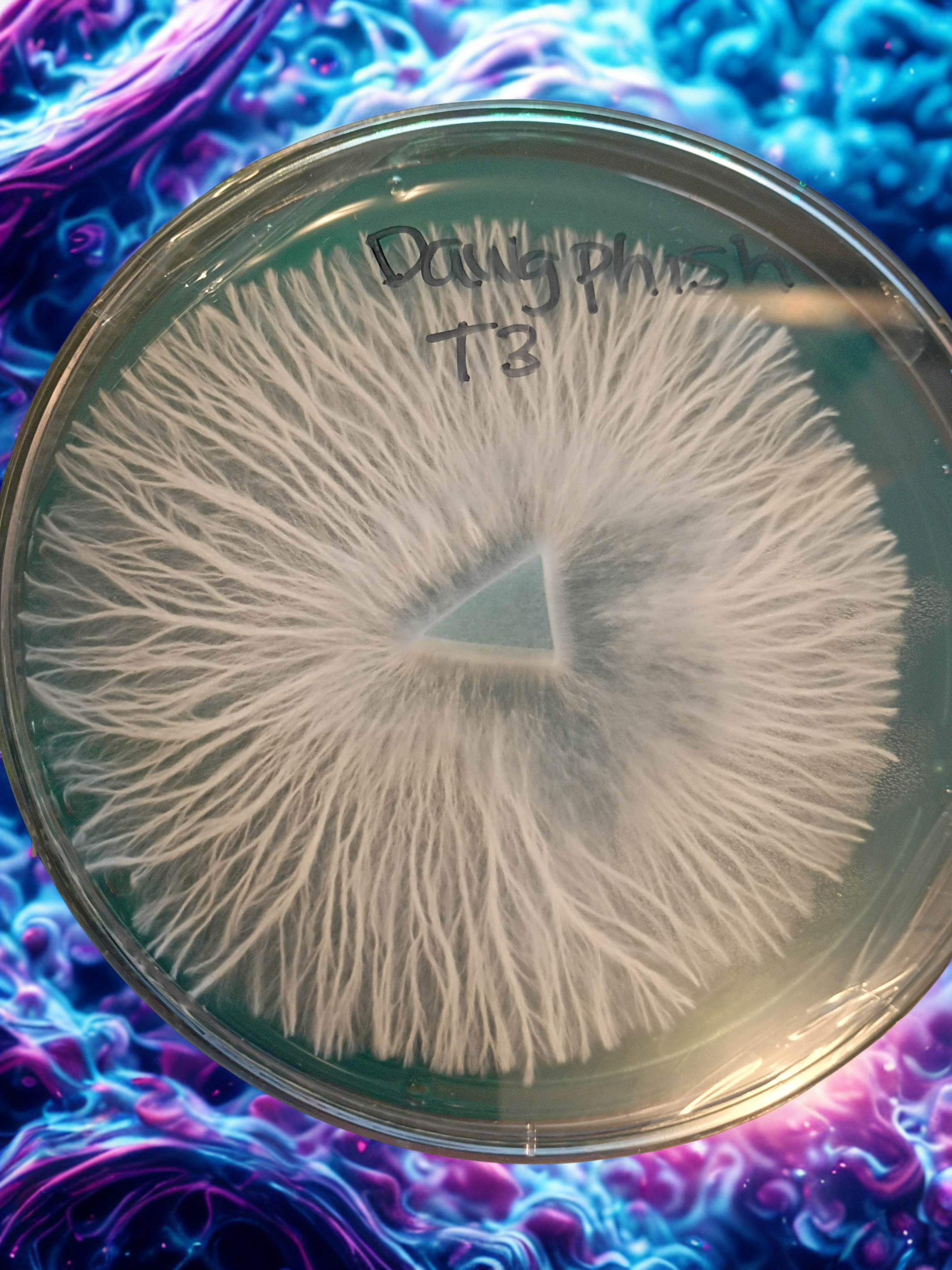 1 Cultured Agar Plate of Your Choice | Pre-Request Required – Image 1