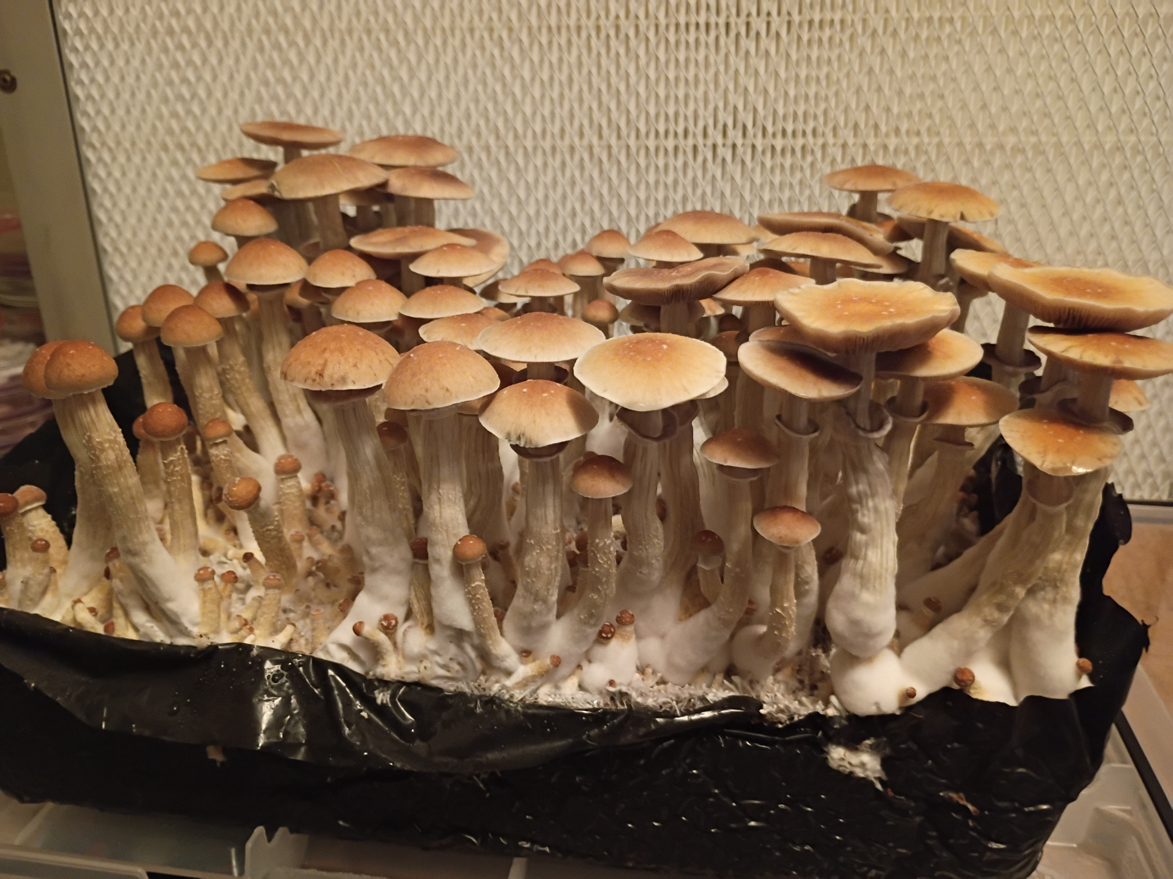 Teonanactl Spore Print – Image 3