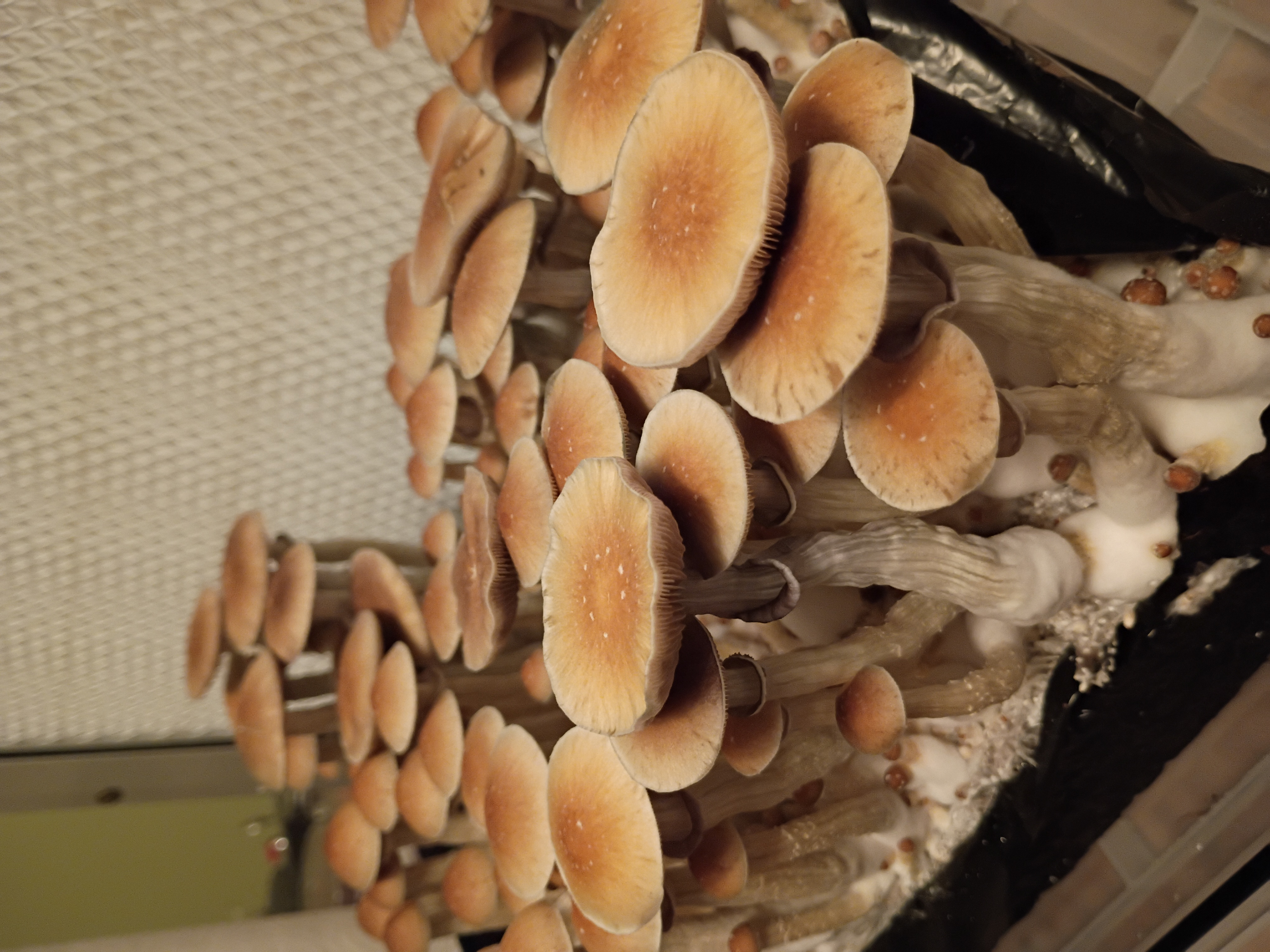 Teonanactl Spore Print – Image 2